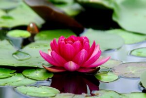 flowers, lotus, water lilies